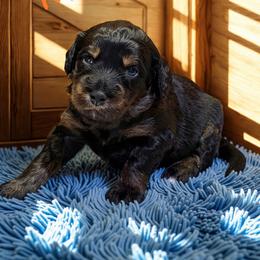 Pancake - Sable male Aussiedoodle puppy in Ellenburg Center, New York from Kristin's Puppies