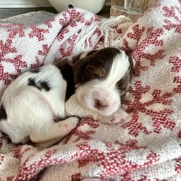Kodi - Liver white and tan male English Springer Spaniel puppy in Wilmer, Alabama from Southbend Springers