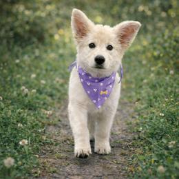 ISIS - White female German Shepherd puppy in Yuba City, California from Barton’s German Shepherds