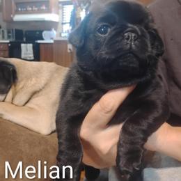 Melian - Black female Pug puppy in Sulligent, Alabama from Easter Bostons,Pugs & Buggs