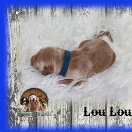 Lou Lou - Golden male Golden Retriever puppy in Anson, Texas from Diamond Bar N Ranch