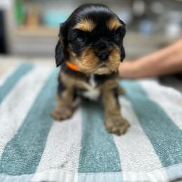 Ollie - Black and tan male Cavalier King Charles Spaniel puppy in Oroville, California from Happy Tails Kennel