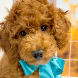 Squidward (Light Blue Collar Male) - Red  male Goldendoodle puppy in Santa Clara, Utah from Desert Dawn Doodles