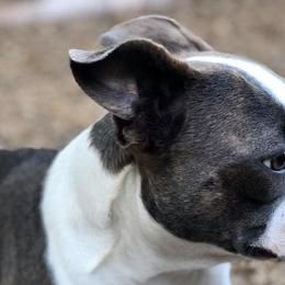 Saphira Belle - Boston Terrier