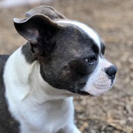 Saphira Belle - Boston Terrier