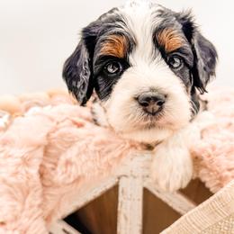 Racooon - Tri-color female Cavapoo puppy in Idaho Falls, Idaho from Freckle Paw Family