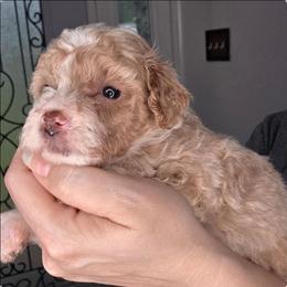 Kaia - Red  female Goldendoodle puppy in Palestine, Texas from KK's Doodle Bunch
