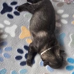 Quartz - Gray silver and black female Keeshond puppy in Logan, Ohio from Hocking Hills Keeshonds