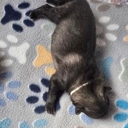 Quartz - Gray silver and black female Keeshond puppy in Logan, Ohio from Hocking Hills Keeshonds
