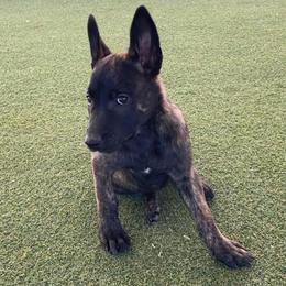 Boy 4 - Black brindle male Dutch Shepherd puppy in San Diego, California from TecK9s