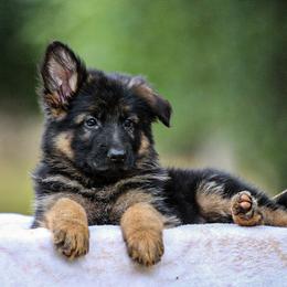 German Shepherd Puppies from Zwinger Vom Greifjäger