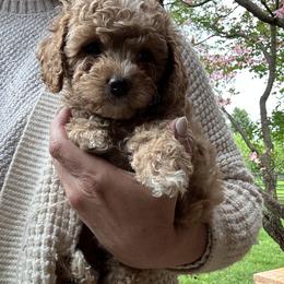 Ivy - female Cavapoochon puppy in Clementon, New Jersey from PitterPatterPuppiesNJ