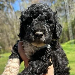 Bean - Parti male Labradoodle puppy in Greensboro, Georgia from B’s Doodles