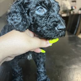 Goldendoodle and Saint Berdoodle Puppies from Golden Pond Doodle’s DFW