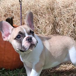 Franklin - Fawn and white male French Bulldog puppy in Lake Helen, Florida from Bouquet Bulldogs