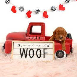 Dustin - Red  male Goldendoodle puppy in Spanish Fork, Utah from Oodles of Floofy Doodles