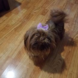 ROSIE - Shih Tzu
