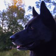 Gerberian Shepskies and Sporty Mixes from Northwoods Mystic Pawz