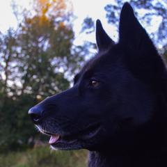 Gerberian Shepskies and Sporty Mixes from Northwoods Mystic Pawz