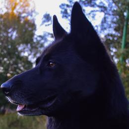 Gerberian Shepskies and Sporty Mixes from Northwoods Mystic Pawz