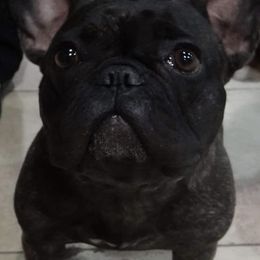 French Bulldogs from Kentucky Made French bulldogs