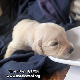 Silver Boy - Light golden male Golden Retriever puppy in Peoria, Arizona from Nordic Woof's Golden Retrievers