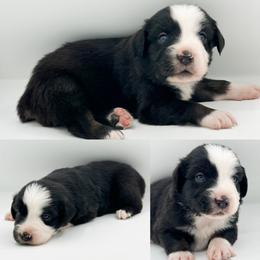 Black tri male 1 - Black tri male Miniature Australian Shepherd puppy in Brooker, Florida from Honey, I Shrunk the Aussies