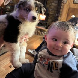 Australian Shepherd Puppies from Shelter Cove Aussies