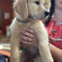 Golden Retriever and Labrador Retriever Puppies from Storm Chasers Retrievers