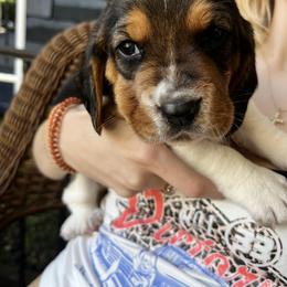 Boy 2 - Black white and tan male Basset Hound puppy in Mount Carmel, Pennsylvania from Coal Region Bassets