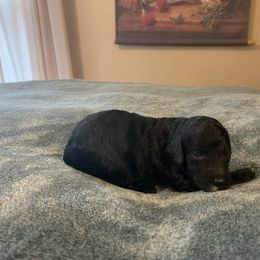 Black coat - Black Goldendoodle puppy in Bellbrook, Ohio from Mini-Doodle Manor