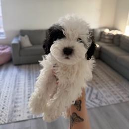 Puppy 1 - White female Poodle puppy in Grass Valley, California from Cuddle Paws Poodles