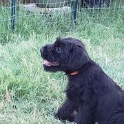 "Orange Female 10 wks old" Standard Schnauzer Puppies from Genesis Standard Schnauzers