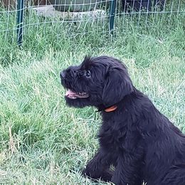 "Orange Female 10 wks old" Standard Schnauzer Puppies from Genesis Standard Schnauzers