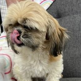 Lilly - Shih Tzu