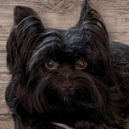 Ozzy - Yorkshire Terrier