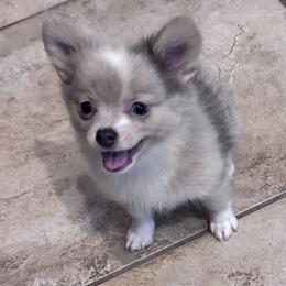 Joey - Tri-colored male Pomeranian puppy in De Leon Springs, Florida from Legendary Poms & French Bulldogs