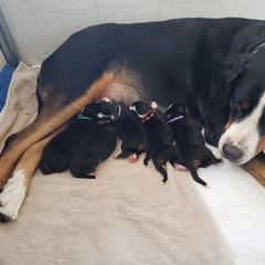 Greater Swiss Mountain Dog Puppies from Prairie Winds Greater Swiss Mountain Dogs