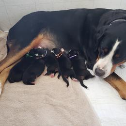 Greater Swiss Mountain Dog Puppies from Prairie Winds Greater Swiss Mountain Dogs