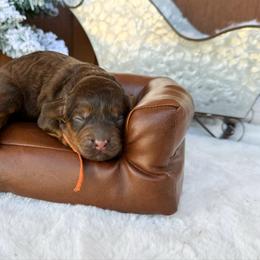 August (choc sable) - Sable male Bernedoodle puppy in Wamego, Kansas from Doodles of Oz