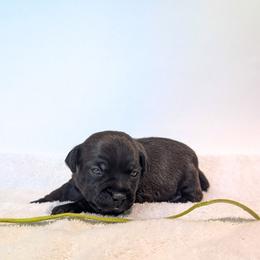 Nipsey Daiser - male Patterdale Terrier puppy in Yucaipa, California from Moormont Kennels
