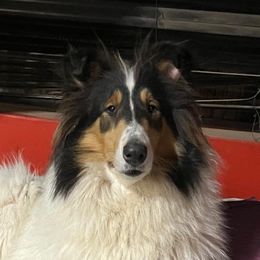 Circe - Collie