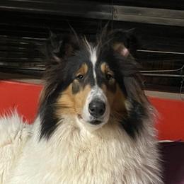 Circe - Collie