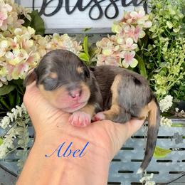 Abel - Blue male Pyredoodle puppy in Bowling Green, Ohio from FDF Pyredoodles & Bernedoodles