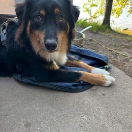Charlie - Black tri-color Australian Shepherd puppy in Silver Springs, Florida from Denise Ocala Forest Florida Aussies
