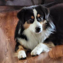 Appa - Miniature American Shepherd