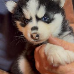 Velma - Black and white female Pomsky puppy in Spring Hill, Florida from PDQ Pomskies