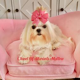 Chanel - Maltese