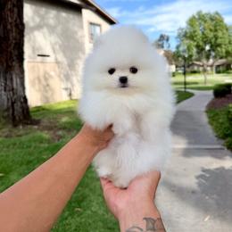 Snowman - White male Pomeranian puppy in Las Vegas, Nevada from Ice City Pomeranians