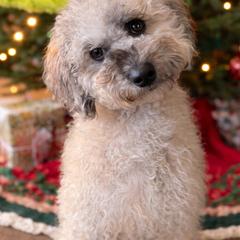 Marlowe - Fully Trained - Merle female Whoodle puppy in Youngstown, Florida from Wonderland’s Boujie Kennels